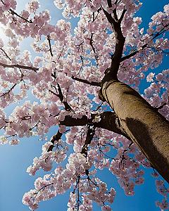 Caring For Coastal Cherry Blossoms Near Ocean Views