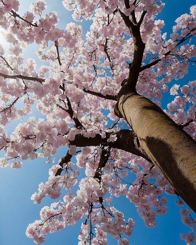 Caring For Coastal Cherry Blossoms Near Ocean Views