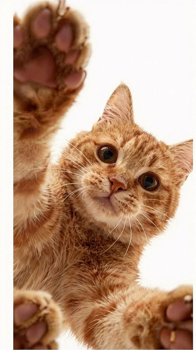 Keeping Your Ginger Cat Grass Wallpaper Sharp and Clear