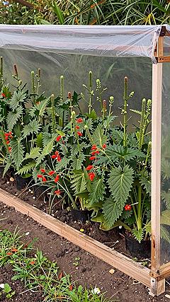 Adding Protection Tunnels To Raised Garden Beds