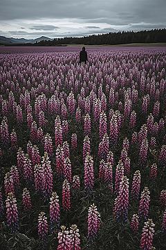 Lake Tekapo Blooms: Vibrant Lupin Flowers and Mountain Lake Scenery