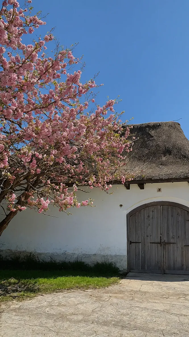 Cherry Bloom Reverie, Denmark