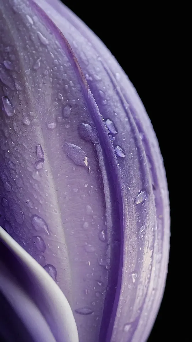 Lavender Fields Forever