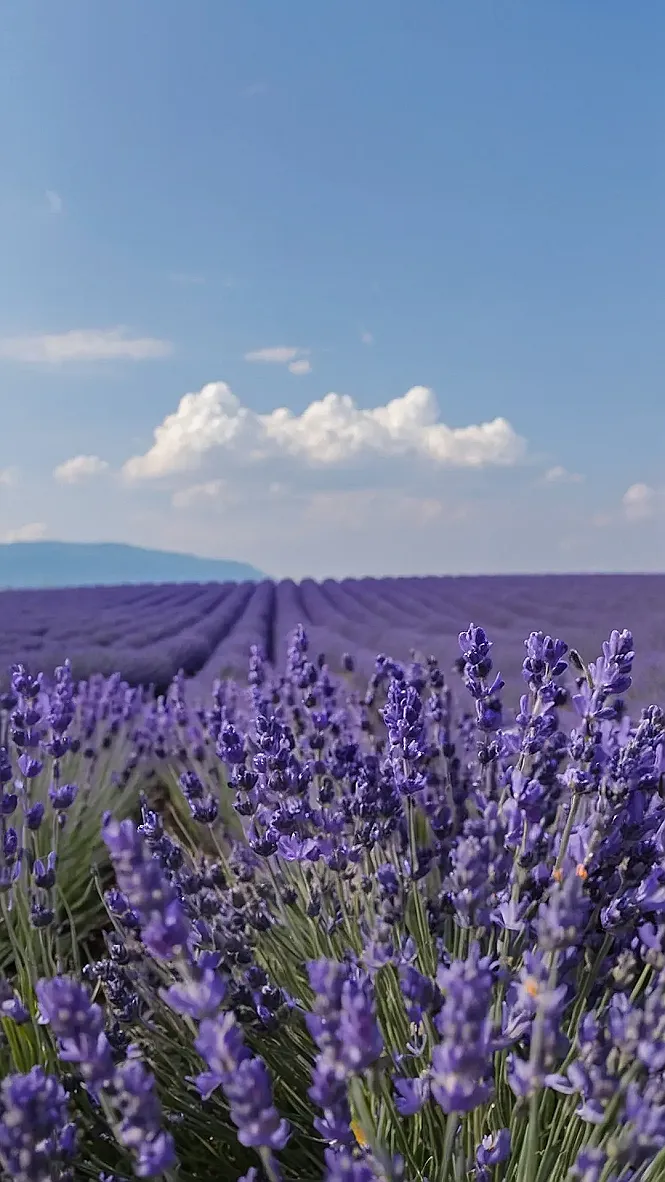 Lavender's Wallpaper Magic