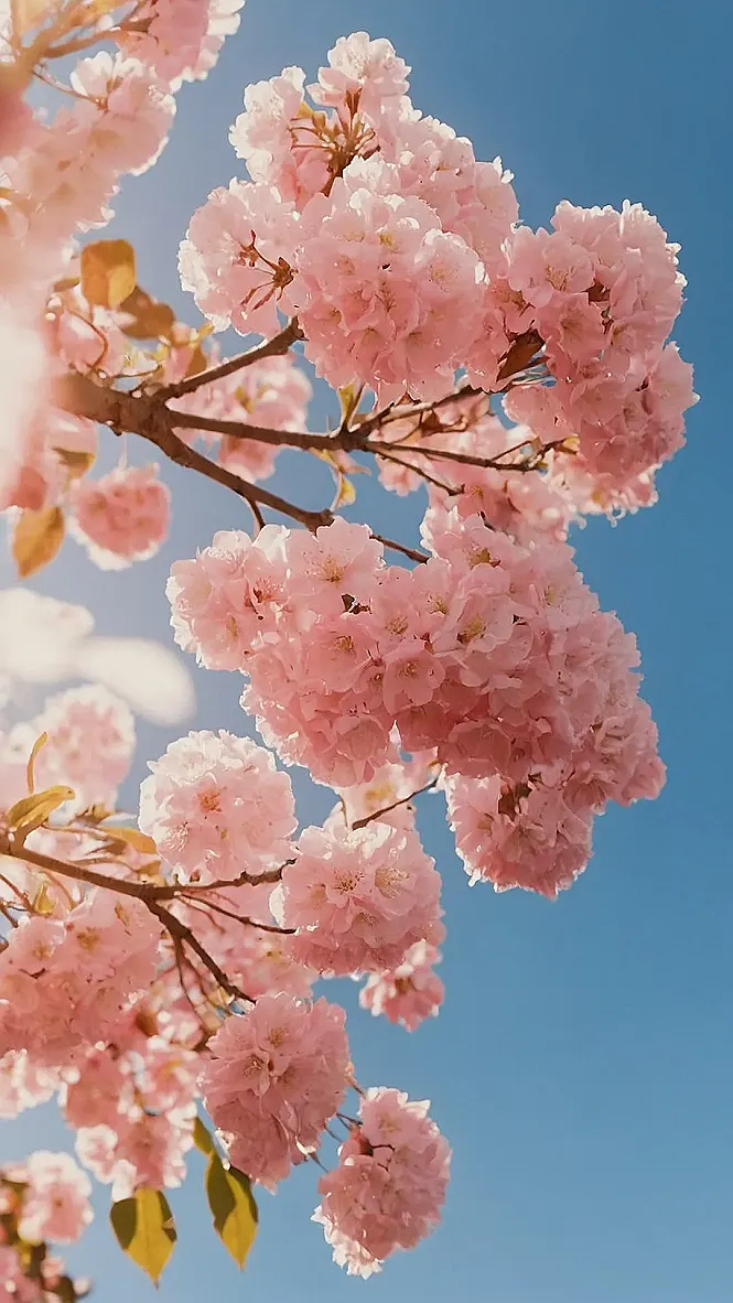 Pink Perfection's Window