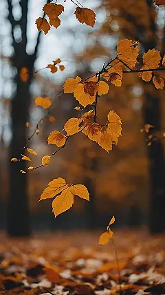 Leaf Fall