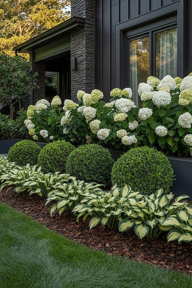 Elegant Hydrangea & Boxwood Front Yard Landscaping
