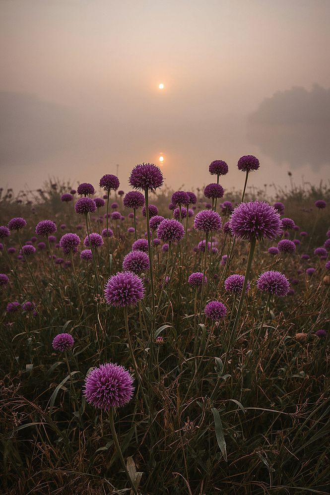 Misty Morning Magic: Purple Wildflowers by a Sunlit Lake