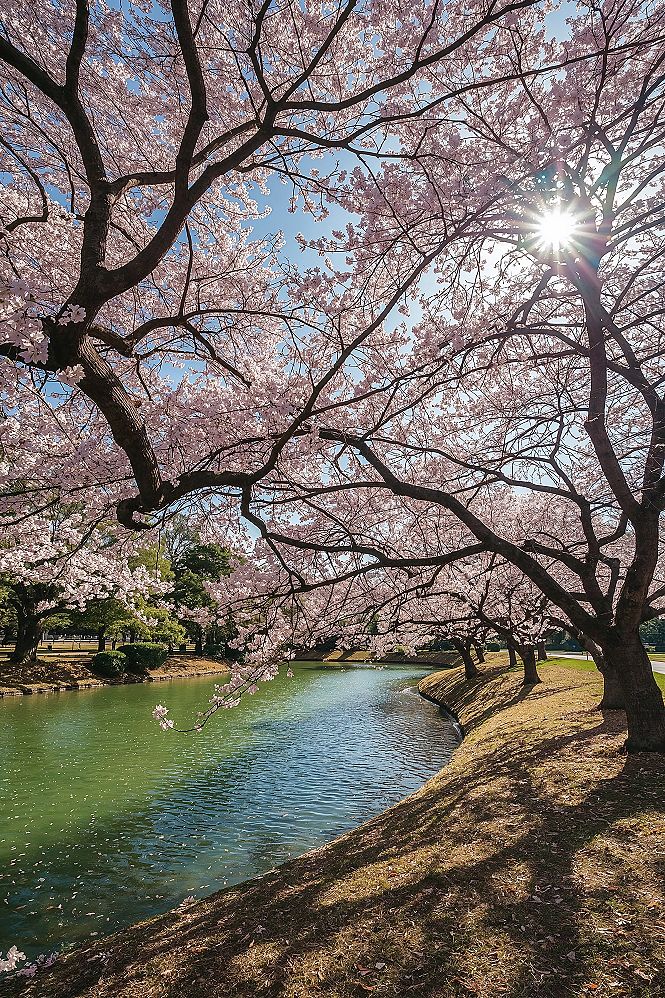 Shinjuku Gyoen: Tokyo's Springtime Urban Oasis