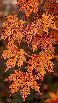 Dotted Fall Leaf Patterns for Your Phone Screen