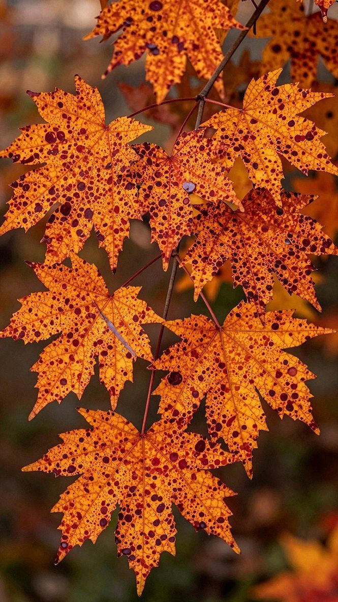 Dotted Fall Leaf Patterns for Your Phone Screen