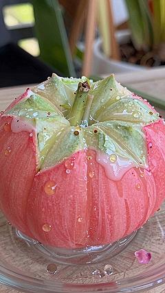 Creating Dripping Paint Effects on Seasonal Pumpkins
