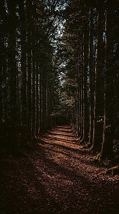 Cinematic Forest Paths: Cosy Macbook Woods Wallpaper