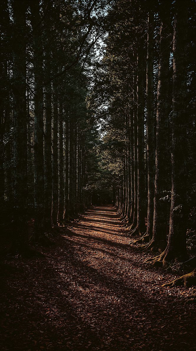 Cinematic Forest Paths: Cosy Macbook Woods Wallpaper
