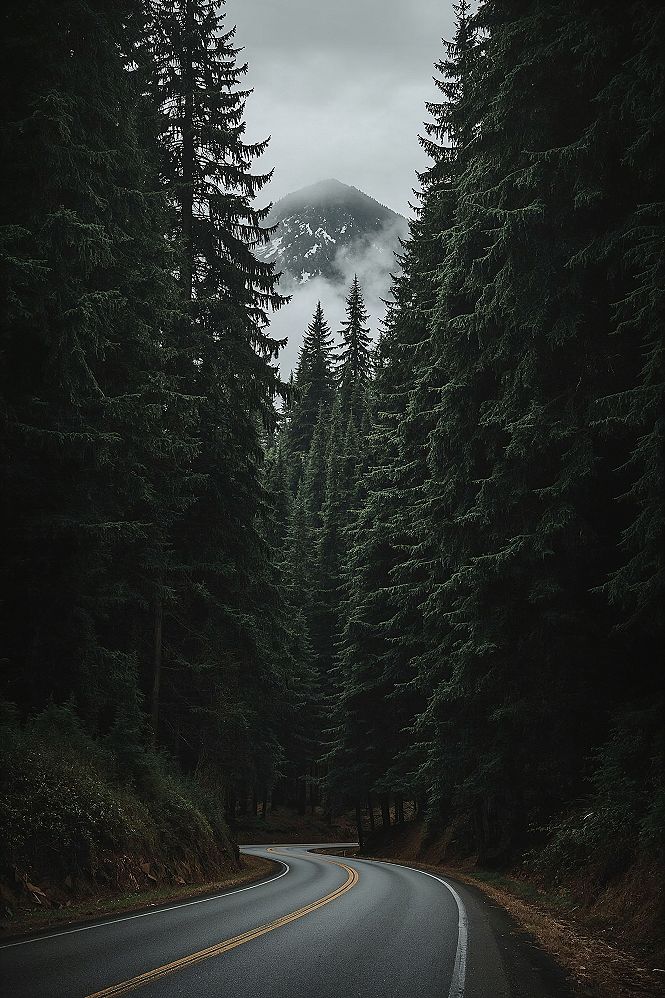 Olympic National Park: Capturing the Aesthetic of Emerald Forests