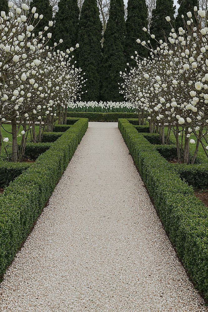 Formal Garden Design: Elegant White Walkway & Tulip Dreams