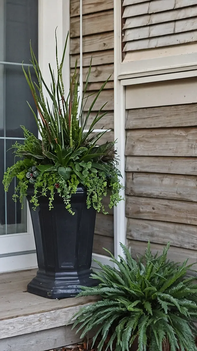 Front Porch Greenery