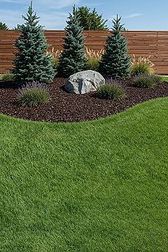 Evergreen Front Yard Landscaping: Elegant Privacy Solutions