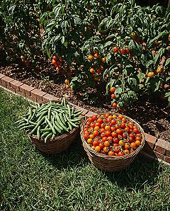 Veggie Garden Inspo: Tips for Your Dream Home Vegetable Garden