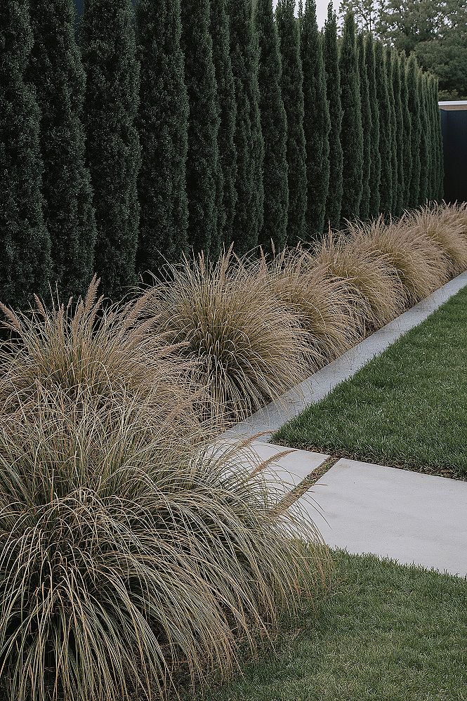 Modern Privacy Landscapes: Chic Backyard Design with Grasses