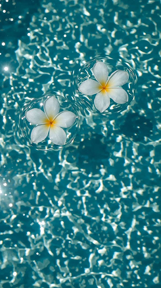 White Flowers in Water: Refreshing Summer Aesthetic Wallpaper