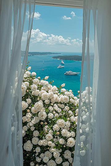 Coastal Charm: Bright HD Wallpapers with Blooming Roses