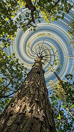 Bringing Forest Canopy Green Backgrounds To Your Phone Screen