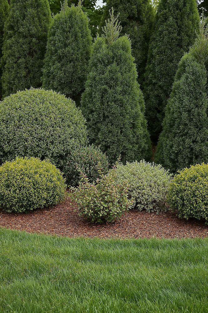 Effortless Beauty: Low Maintenance Front Yard Bushes & Landscaping