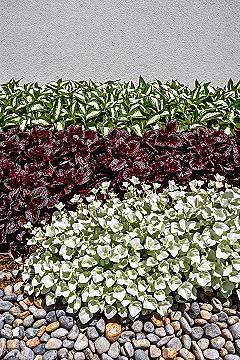 Vibrant Front Garden Landscape: Modern House Front Plant Ideas for 2024