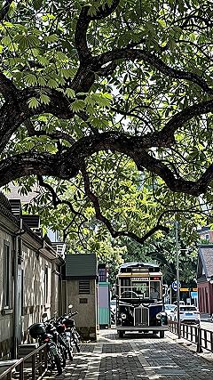 Styling Urban Transit and Leafy Canopy iPhone Wallpapers