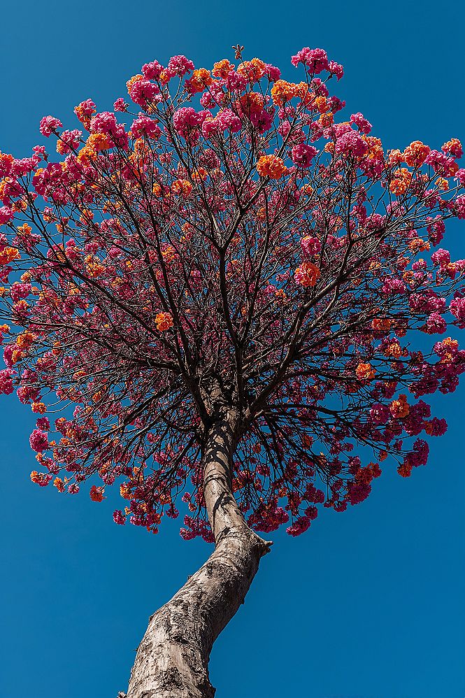 Vibrant Nature: Colorful Tree Phone Wallpaper for Bright Screens