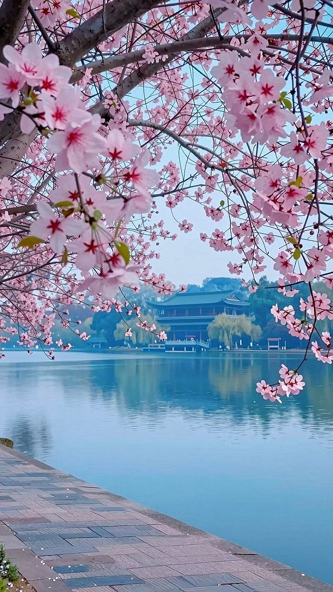 Bringing Spring Blossom and Sky Wallpapers to Your Phone
