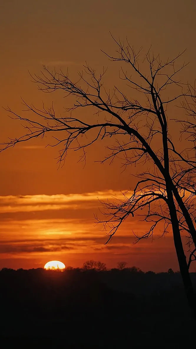 Sun's Out, Branches Out: