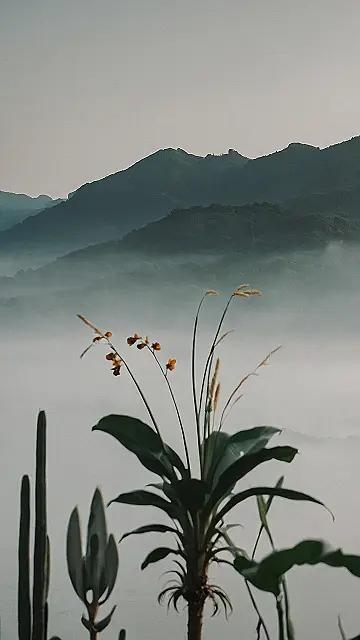 Jungle Paradise