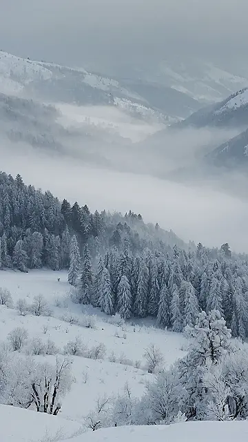 Frozen Reverie: