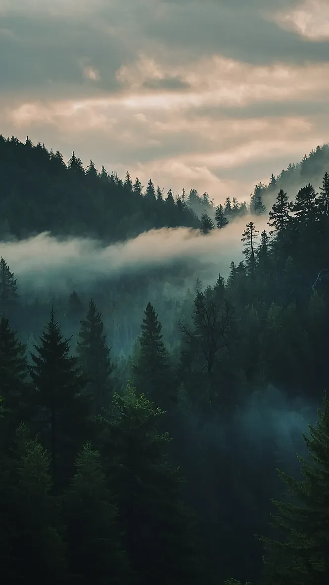 Where the Fog Meets the Trees