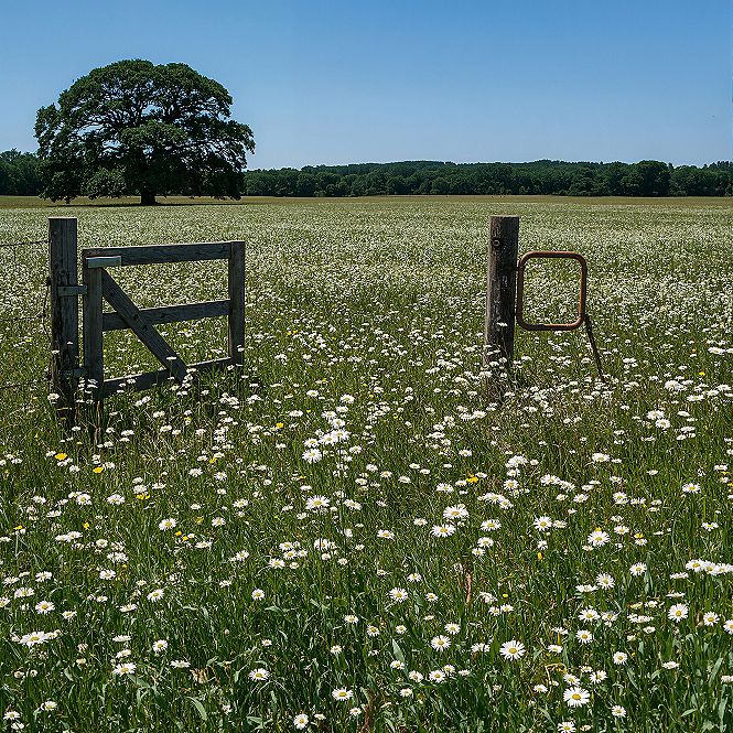English Countryside Gate: A Peaceful Spring Wildflower Escape
