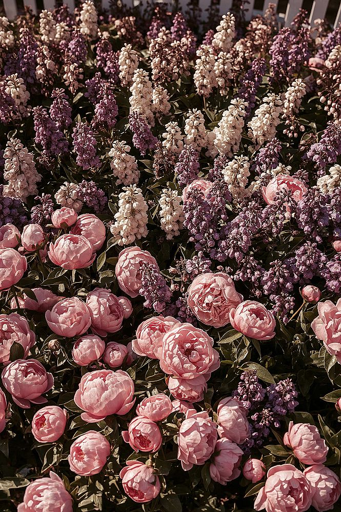 Best Fragrant Flowers: Craft Your Amazing Smelling Garden
