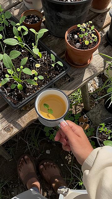 Starting Young Seedlings In Small Pots