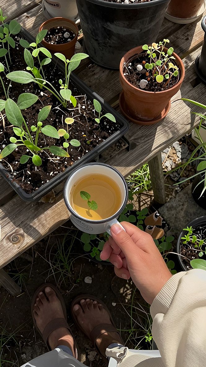 Starting Young Seedlings In Small Pots