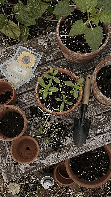 Starting Seeds in Clay Pots for Your Garden