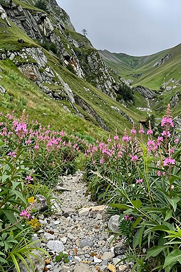 Framing Alpine Wildflowers Along Mountain Paths