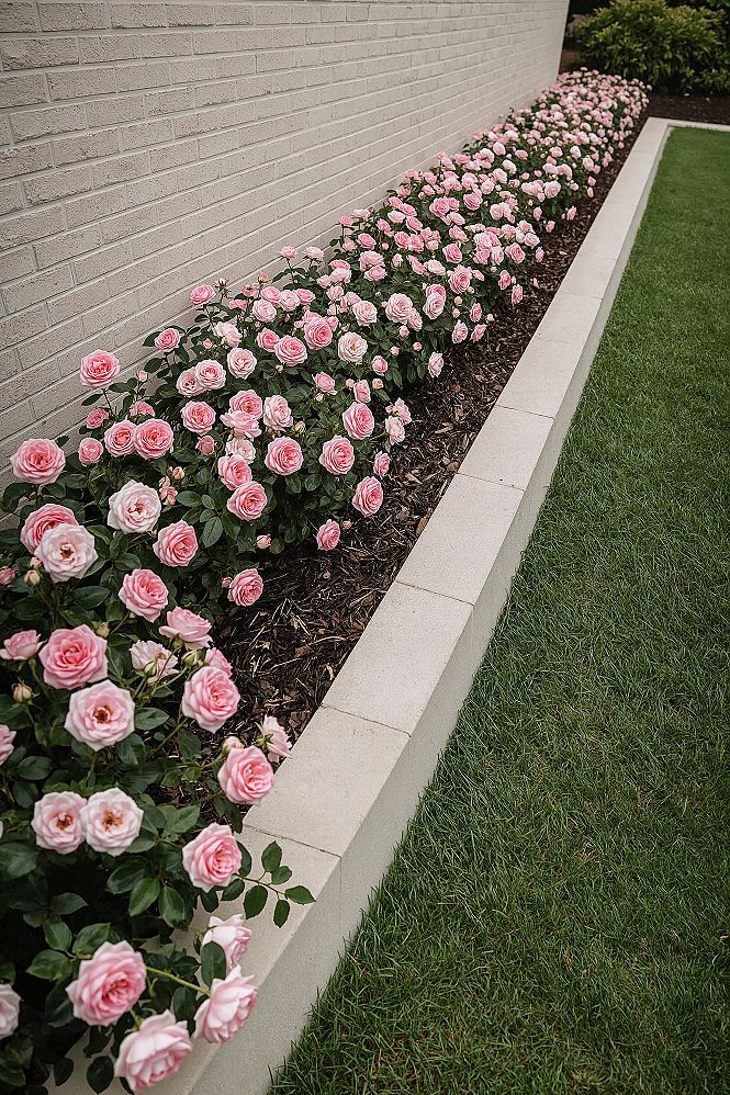 Stunning Pink & White Rose Garden Beds: A Dream Backyard Oasis