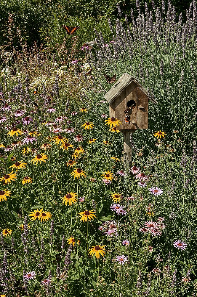 Attract Birds & Butterflies: Vibrant Backyard Garden Landscape