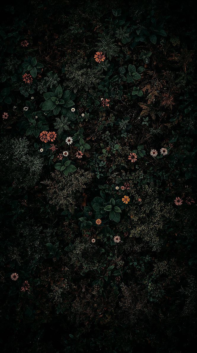 Enchanting Dark Forest Aesthetic 4K Wallpaper Art