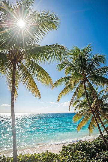 Vibrant Tropical Beach: Sunny Summer Aesthetic for Your Devices