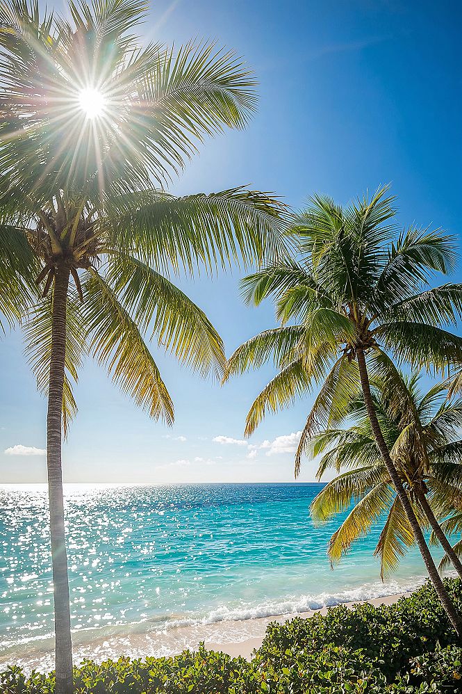 Vibrant Tropical Beach: Sunny Summer Aesthetic for Your Devices