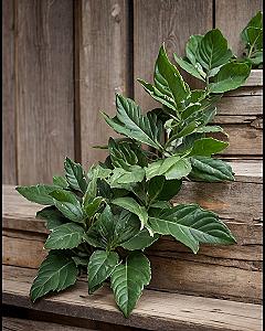Choosing Climbing Vines for Wooden Garden Boxes