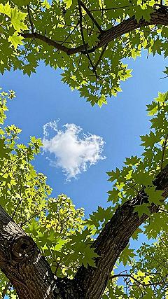 Natural Lucky Symbol Wallpapers for Daily Inspiration