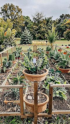 Staging Succulents in Raised Beds and Planters